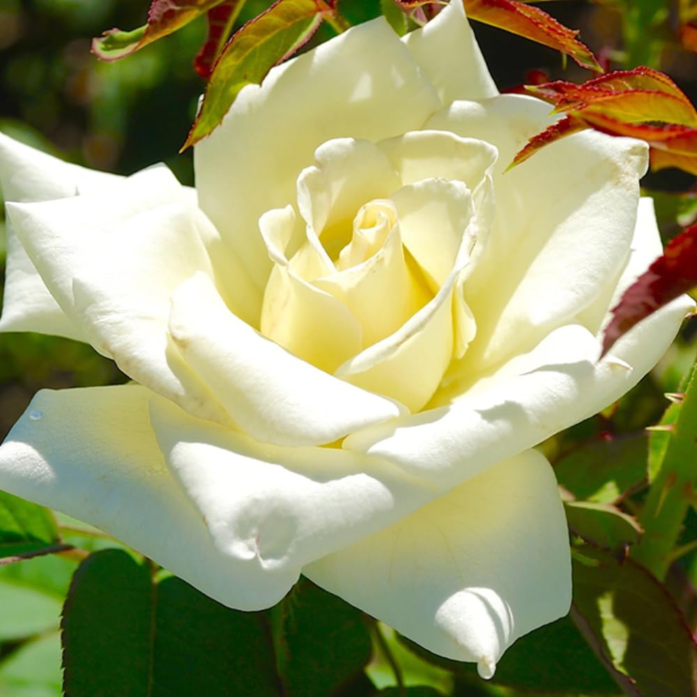 Rose Plant Live, Rose Bush Live Plant, Fragrant Flowers Ready to Plant, 5-9 Inch Height, Well-Rooted, No Pot (White Rose)