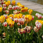 10 Rembrandt Tulip Bulbs, Mixed Bulbs for Fall Planting, Indoor Outdoor Garden, Ready to Plant