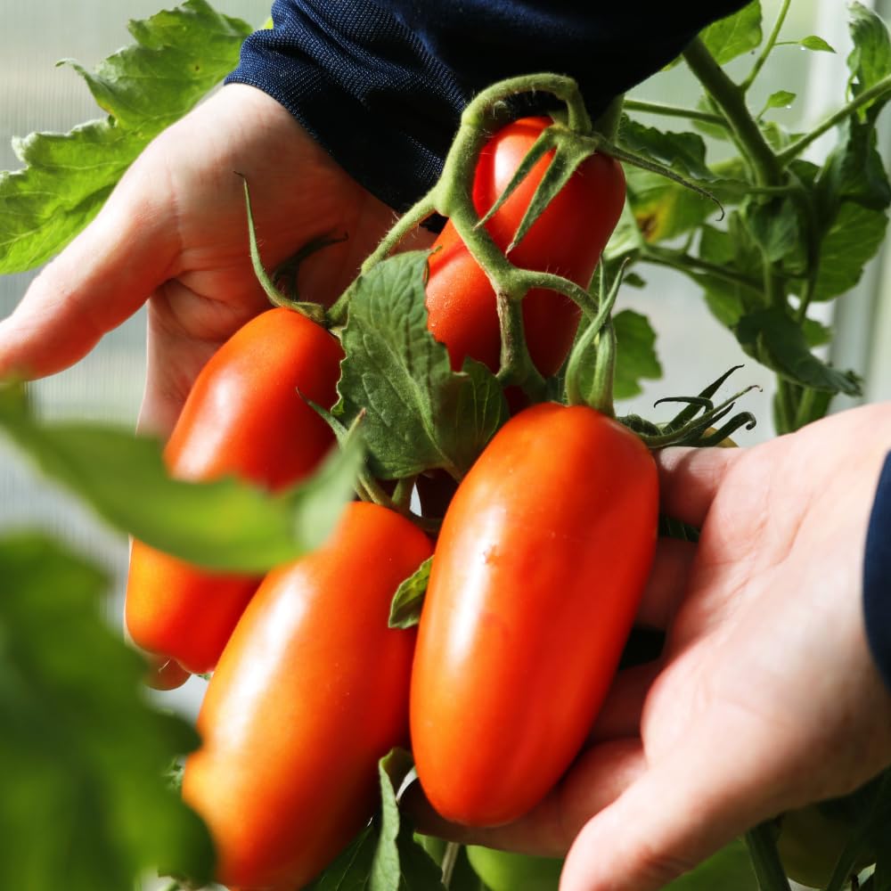 Red Tomato Plant Live, Red Fruit, Tomato Vegetable Plant Live for Outdoors Gardening, 4-6 Inches Tall in 4 Inch Pot