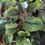 Set 4 Plectranthus Swedish Ivy Plants Live Houseplant, in 4 Inch Pot, Swedish Ivy Live Plants, 4 to 6 Inch Tall, Swedish Ivy Vine (Purple Swedish Ivy)
