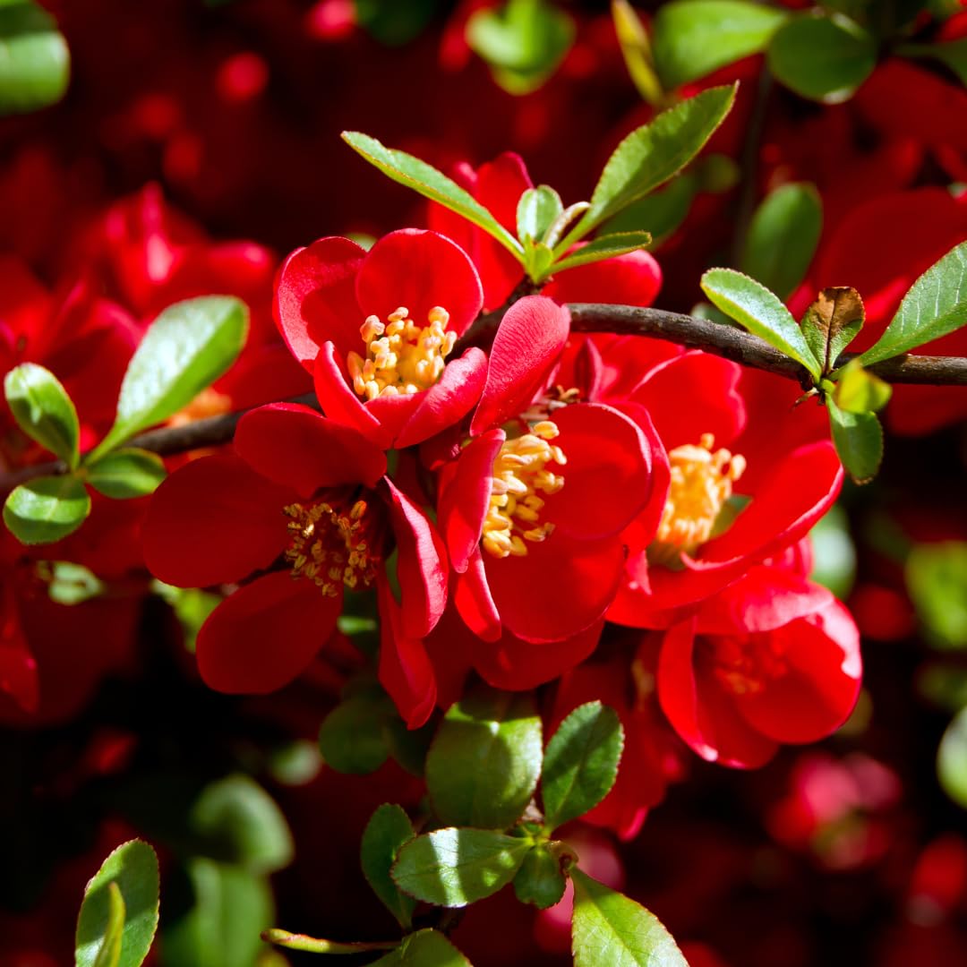 Red Flowering Quince Tree Live Plant in 4" Pot, Chaenomeles Japonica Bush Shrub, Well Rooted Plants, Dormant in Winter