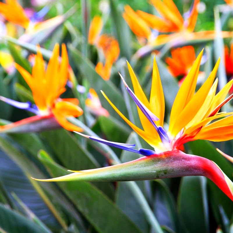 Blue Orange Bird of Paradise Live Plant, Vibrant Tropical Houseplant Flowers Strelitzia Reginae Size 5 to 9 Inc Tall, No Pot, Well-Rooted, Hardy