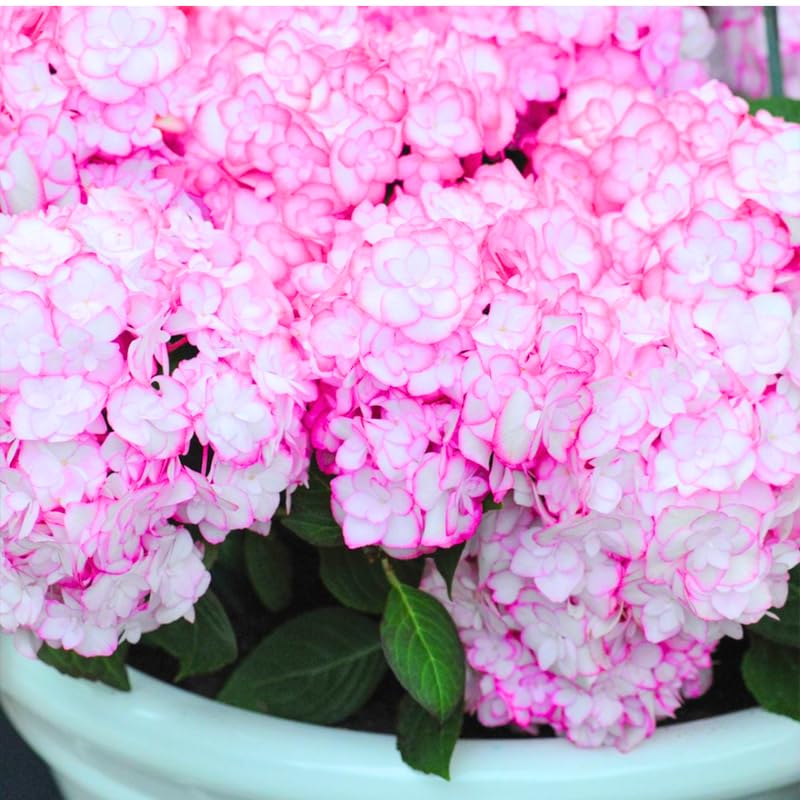 Hydrangea Plant Live Tree, Blooming Garden Bush Hardy Hydrangea Shrub, Double Petals Flowering Plant Indoor Outdoor Well-Rooted 5-9 Inc Tall, Stater Plant