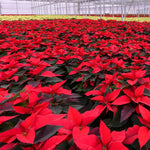 2 Poinsettia Plants Live, Dwarf Red Poinsettia Flowers Christmas Decorations, Holiday Houseplant, Poinsettias Trees Plants, No Pot, 5-9" Tall