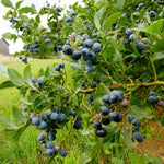 Blueberry Plant, Blueberry Tree Live Plant, 5-12" Height, Sweet Blueberry Bush Live Plant to Grow Outdoors (Biloxi Blueberry Plant)
