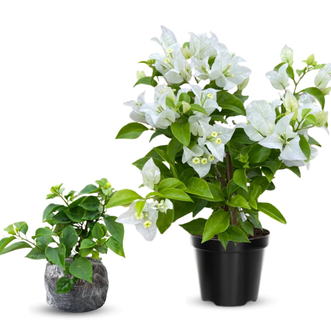 Combo 2 Bougainvillea Plants Live Trees, Outdoor Bougainvillea Plant for Trailing Flowering Vines or Bush Tree, 5-10” Tall, Well-Rooted Bougainvillea White