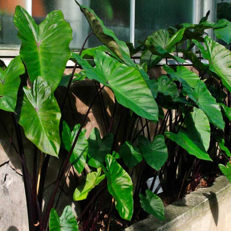 Combo 3 Green Leaf Black Stems Colocasia Live Plants, Elephant Ear Esculenta Taro, 5 to 8" in Tall, Alocasia Live Plant for Planting, Live Houseplant Colocasia Plant
