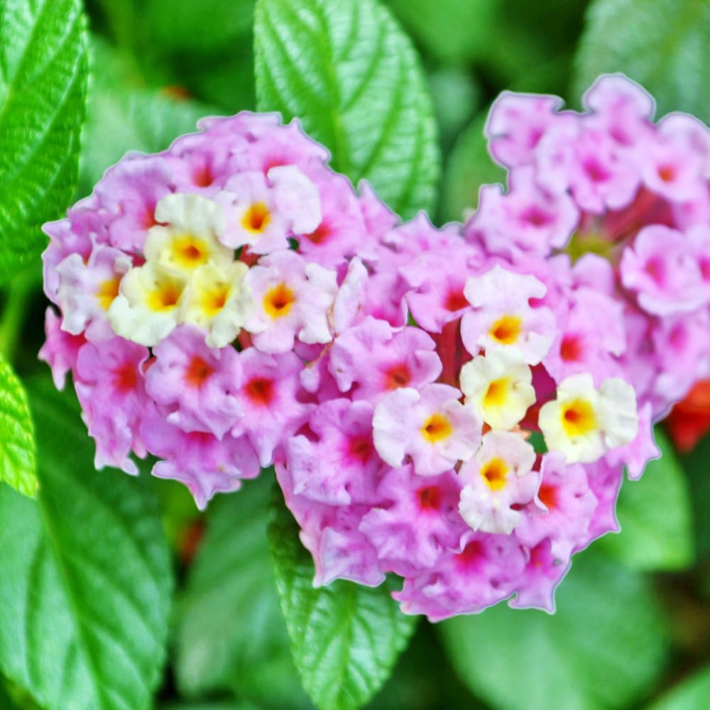 2 Lantana Plants Live for Planting Indoor Outdoor, 4-8" Tall, Fragrant Lantana Flowers Perennial to Grow (Pink Lantana)