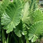 Colocasia Live Plant, 4-8'' Tall, Elephant Ear Plant, Esculenta Taro Alocasia Housplant, Indoor Outdoor Planting (Large Leaves)