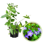 2 Vinca Minor Plants Live, Creeping Periwinkle Plants Live, Vinca Minor Live Plant Indoor, Purple Vinca Plant Pot, Ground Cover Plant Live, 3 to 6 Inches Tall in 4 Inches Pot
