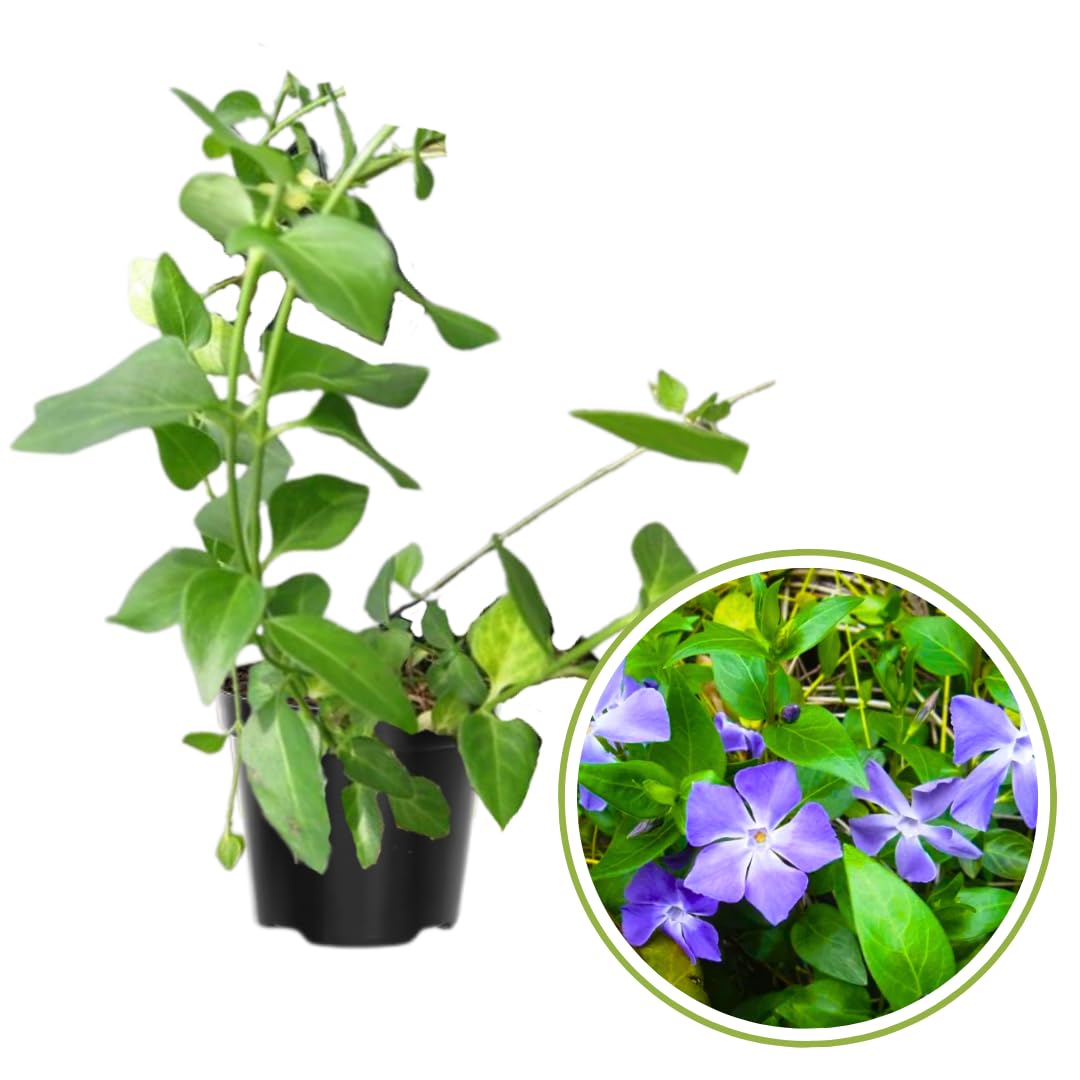 2 Vinca Minor Plants Live, Creeping Periwinkle Plants Live, Vinca Minor Live Plant Indoor, Purple Vinca Plant Pot, Ground Cover Plant Live, 3 to 6 Inches Tall in 4 Inches Pot