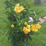 2 Double Yellow Hibiscus Tree Live Plant, Hardy Hibiscus Plants Live, 8 to 11 Inches, Hibiscus Shrub Tree for Garden