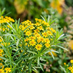 Pack of 2 Mexican Tarragon Plants, Tarragon Plant Live, 4-6 Inc Tall, Culinary Herb for Herb Gardens, Containers and Landscapes