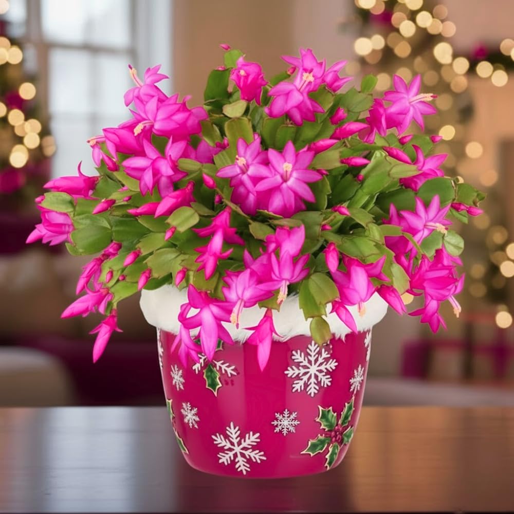 Christmas Cactus Plant, Thanksgiving Cactus in 4” Pot, Colorful Holiday Blooms, Indoor Gardens Growing (Pink Christmas Cactus)