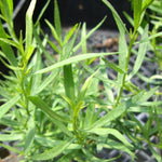 2 Texas Tarragon Plants Live, 4-9" Tall Mexican Mint Marigold Herb for Outdoor Garden, Well-Rooted