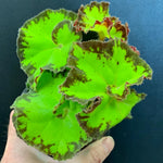 Exotic River Green Begonia Plants Live, Rare Begonias Indoor Growing, Hanging Basket, Starter 5 to 9 Inc Tall