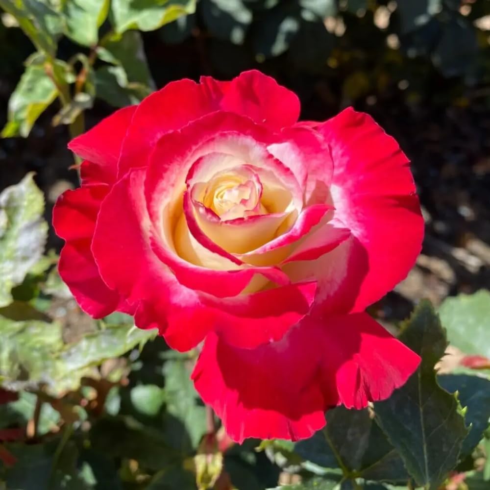 Rose Plant Live, Hybrid Tea Rose Bush Live Plant, 5-9 Inch Tall, Fragrant Flowers Shrub Ready to Plant Outdoor, No Pot, Well-Rooted (Delight Rose)
