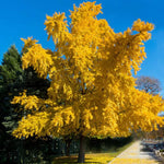 1 Year Old Ginkgo Tree Live Plant in Quart Pot, Well Rooted Ginkgo Tree Plant Live, Ready to Grow