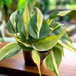 Philodendron Plant Live, Rare Variegated Philodendron Houseplant for Planting, Home Office Decor 4 to 8 Inches (Stripe Green White)