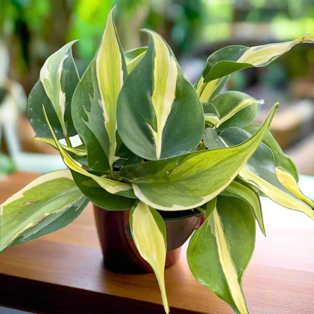 Philodendron Plant Live, Rare Variegated Philodendron Houseplant for Planting, Home Office Decor 4 to 8 Inches (Stripe Green White)