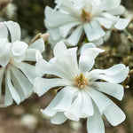 Magnolia Tree, Magnolia Flowering Shrub Bush in 2.5'' Pot, Well Rooted Magnolia to Grow in Container, Garden (Star Magnolia)