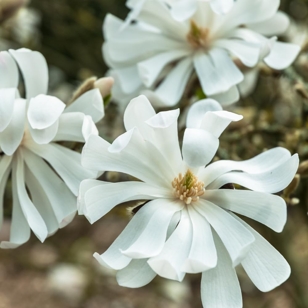 Magnolia Tree, Magnolia Flowering Shrub Bush in 2.5'' Pot, Well Rooted Magnolia to Grow in Container, Garden (Star Magnolia)