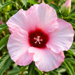 3 Hardy Hibiscus Live Plants, Flowering Shrub, Pink Blooms, 4-7"