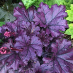 Set 4 Purple Heuchera Plants Live, Coral Bells Purple Heuchera Shrubs Bushes Live Planting for Ornamental Gardening, Perennial Heuchera Live Plants, 3 to 6 Inc Tall
