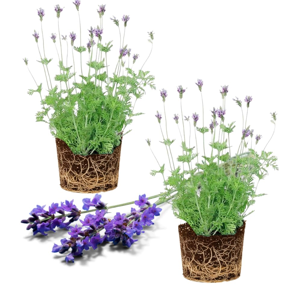 Set 2 Lavender Plants Live, Lavandula Perennial Flower Plants Indoor Outdoor, Well Rooted 4 to 8 Inch Tall to Grow (Blue Lavender)