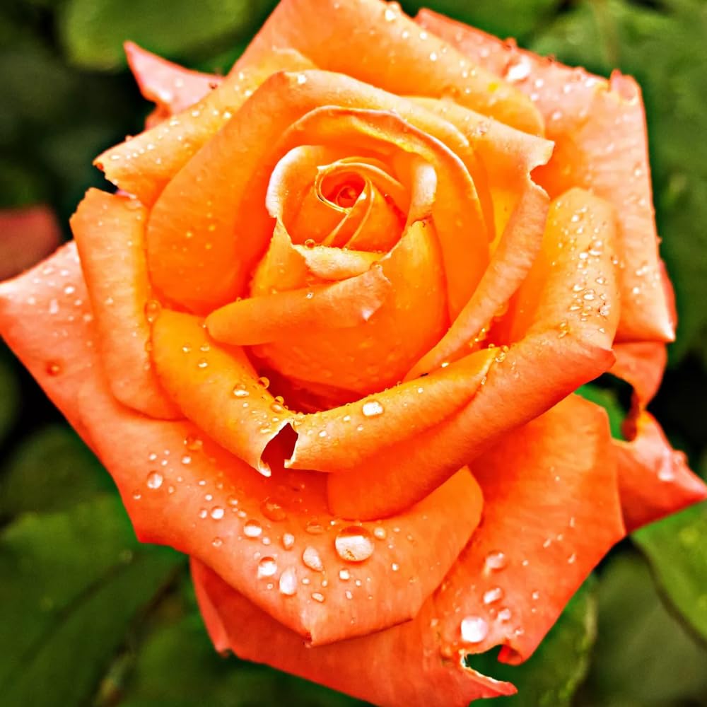 Rose Live Plant for Planting, Fragrant Rose Bush, 5-10” Tall, Ready to Grow Flowering Shrub for Outdoor Garden Beds and Containers (Rosa Orange Rose)