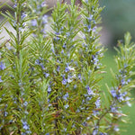 Set 2 Rosemary Plants Live, Ready to Grow Rosemary Plant 6 to 8 Inches, Hardy Fragrant Herb Plants for Outdoor Garden, 4'' Potted Plants