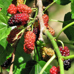 Set 2 Mulberry Trees Plants 5 to 8 Inch Height, Sweet Mulberry Plants Live for Planting, Mulberries Fruit to Grow Outdoor, No Pot (Red Mulberry)