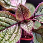 Swedish Ivy Plant Live for Planting Indoor Outdoor, 4 to 6 Inc Height, in 4 Inc Pot, Plectranthus Swedish Ivy Mint Herbs Starter Plants (Purple Swedish Ivy)