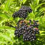 2 Black Elderberry Plants Live for Planting, American Elderberry Bush Live Plants 6 to 12 Inch Tall, Sweet Elderberry Tree Live Plant