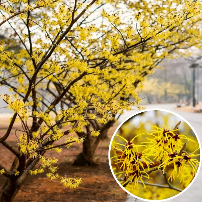 1 Pot Yellow Witch Hazel Shrub, Hardy Bush in Quart Pot, 6-13 Inch Tall Outdoor Landscape Plant