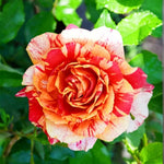 Climbing Rose Live Plant, 6 Months Old Starter, Fragrant Purple Climbing Roses for Planting Outdoor, No Pot (Dark Night)