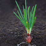 30 Egyptian Walking Onions Bulbs, Egyptian Walking Onions Bulbs for Planting Outdoors Indoors, Heirloom Onions Bulbs