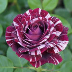 White Purple Climbing Rose Live Plant, 6 Months Old Starter, Fragrant Purple Climbing Roses for Planting Outdoor, No Pot