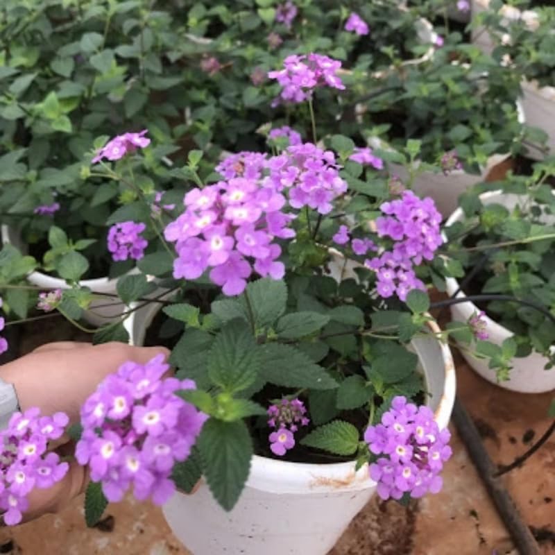 2 Purple Lantana Plants Live, Colorful Perennial, Long-Blooming and Very Hardy, Size 5 to 12 Inches in Tall, Well-Rooted, Outdoor Planting