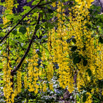 Golden Chain Tree, 20-24 Inch Tall Yellow Wisteria Plants, Golden Chain Plant Bare Root Seedling