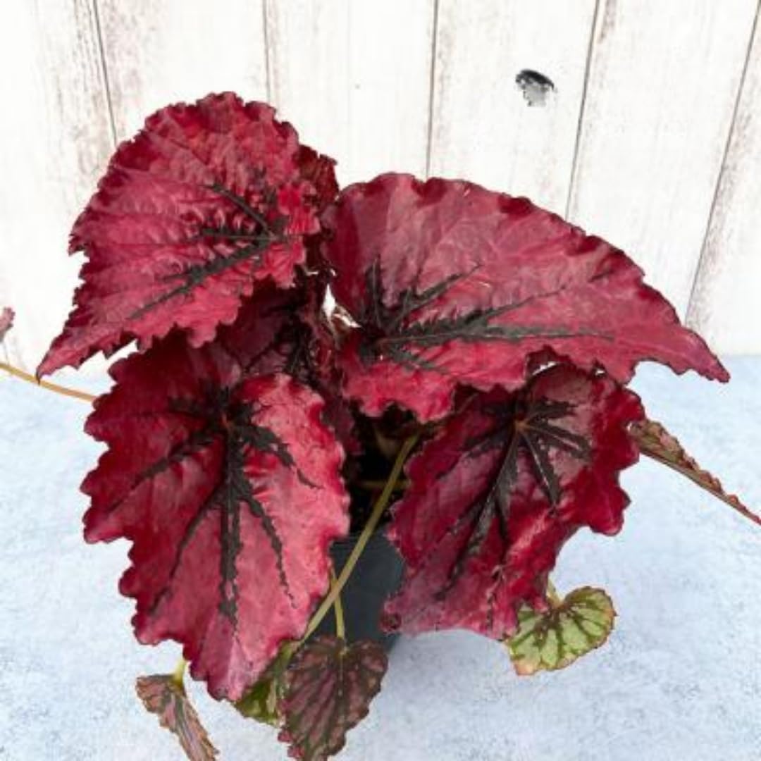 Exotic Red Begonia Plants Live, Rare Begonias Indoor Growing, Hanging Basket, Starter 5 to 9 Inc Tall