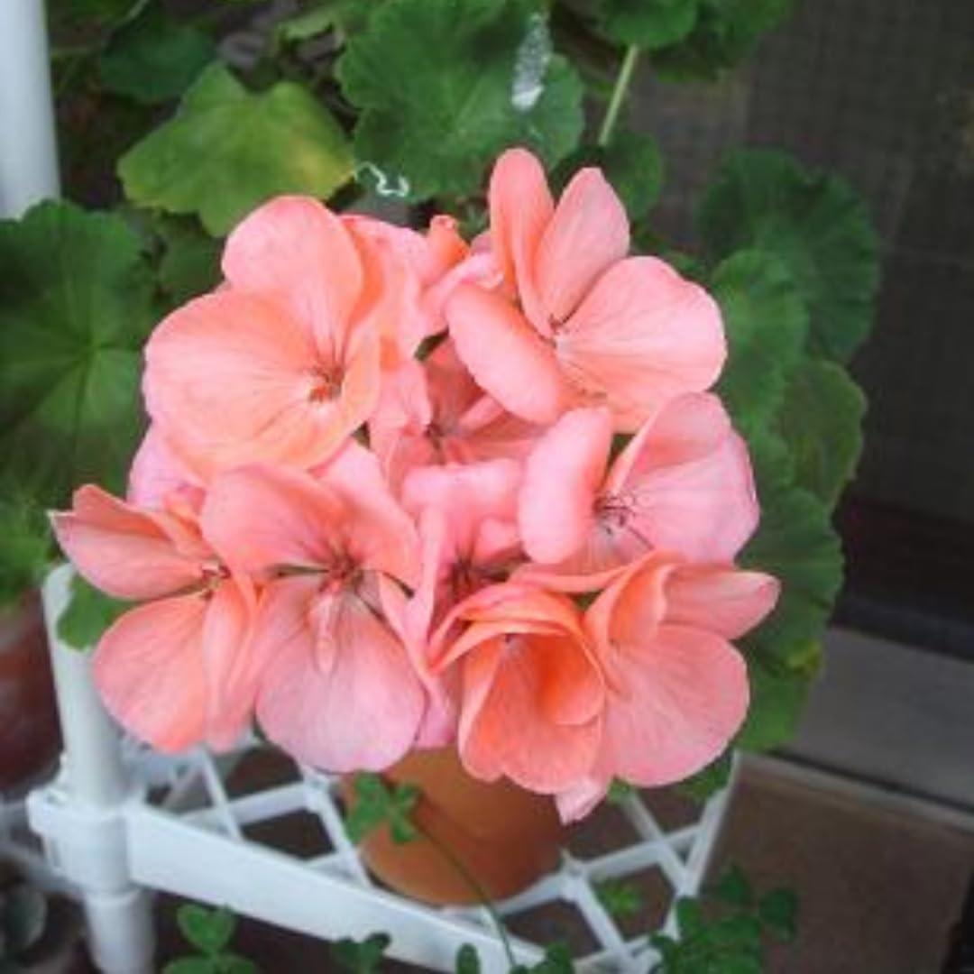 4 Geranium Plants Live from 4 Inc to 7 Inc in Height, Orange Flower Plants Live, Geranium Live Plant