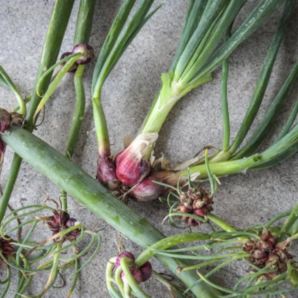 3 Egyptian Walking Onion Plants Live, Perennial Garden Onions for Outdoor Growing, Hardy in Zones 3–9