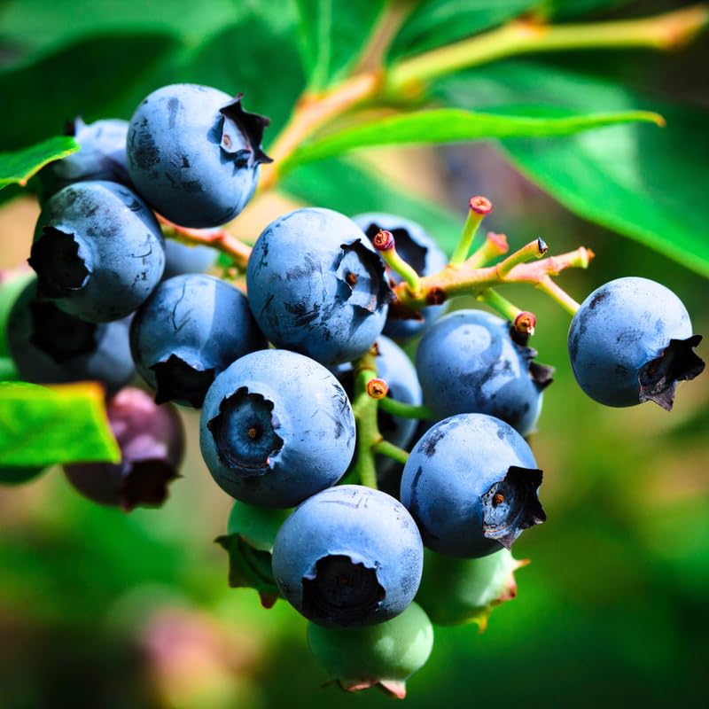 Blueberry Plant, Blueberry Tree Live Plant, 5-12" Height, Sweet Blueberry Bush Live Plant to Grow Outdoors (Biloxi Blueberry Plant)