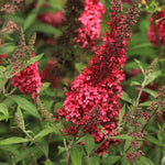 Red Butterfly Bush Buddleia Butterfly Plant Live, 4-9" Tall Well-Rooted for Outdoor Gardens, Perennial Shrub, No Pot