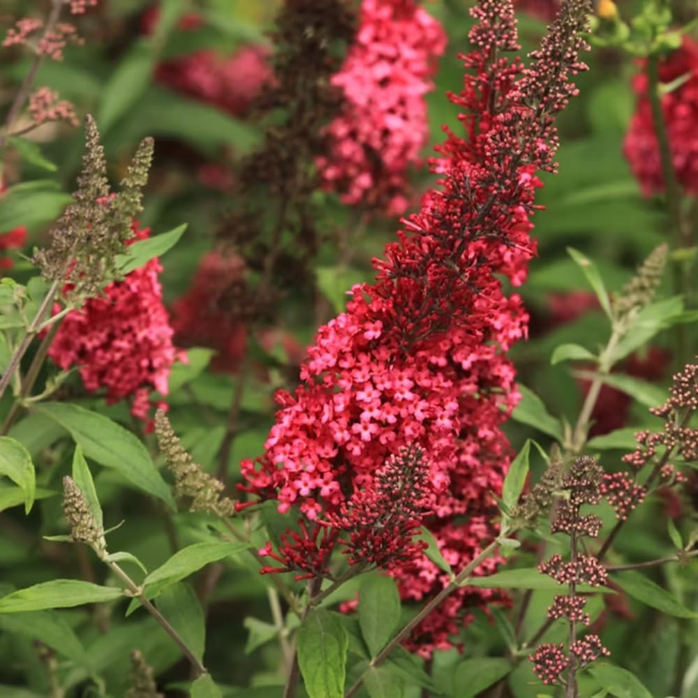 Red Butterfly Bush Buddleia Butterfly Plant Live, 4-9" Tall Well-Rooted for Outdoor Gardens, Perennial Shrub, No Pot