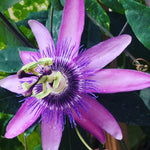 Passion Flower Plant Live, 5 to 8 Inch Tall Passiflora Vine, Fragrant Climbing Plant for Garden or Trellis, No Pot, Well-Rooted (Lavender Passion Flower)