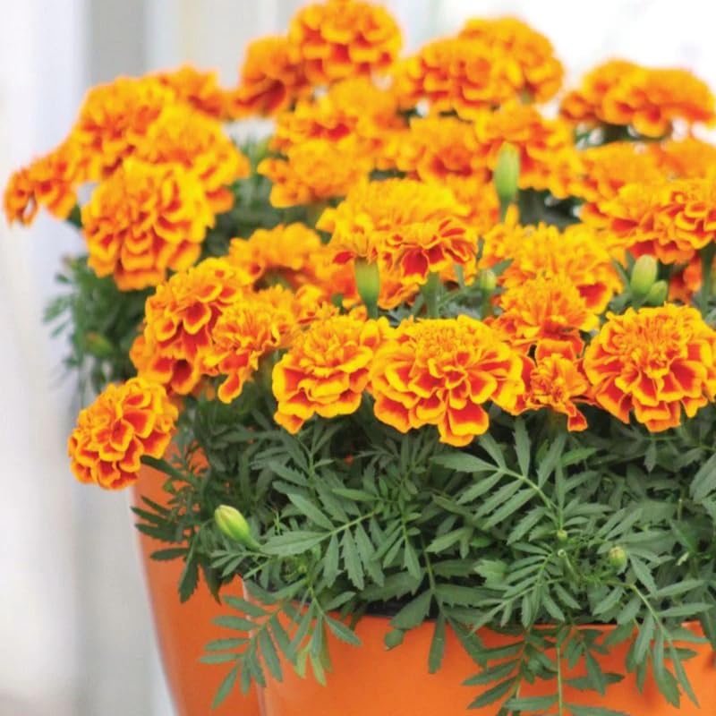 2 Yellow Red Marigold Plants Live, Marigold Flower Plant 4 Inches, 4 Inch Pot Starter Plants