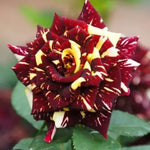 Rose Plant Live, Rose Bush Live Plant, Fragrant Flowers Ready to Plant, 5-9 Inch Height, Well-Rooted, No Pot (Stripe Rose)