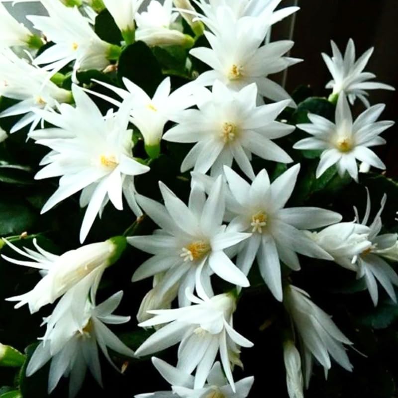 White Easter Cactus Plants Live, Starter Holiday Cactus Plant for Indoor Outdoor Houseplants, False Christmas Thanksgiving Cactus Like, Cold Hardy, 5-9" in Tall, No Pot
